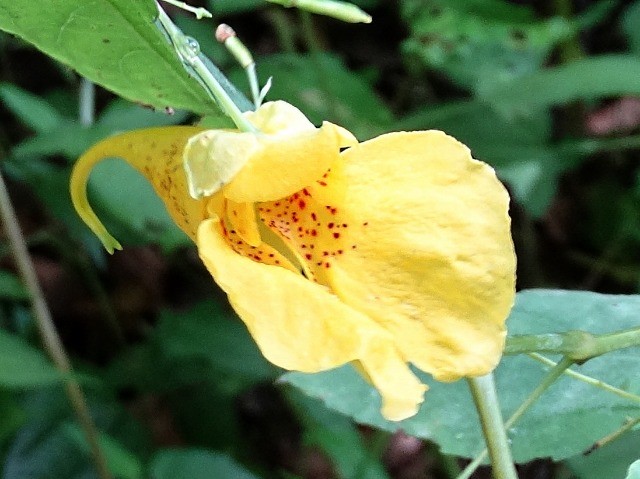 Impatiens noli-tangere