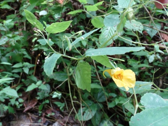 Impatiens noli-tangere