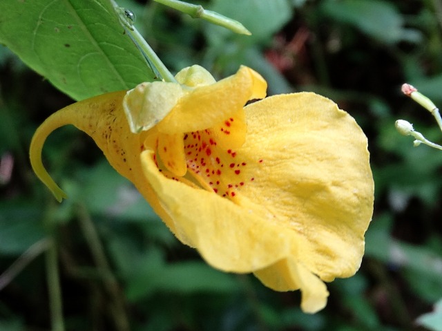 Impatiens noli-tangere