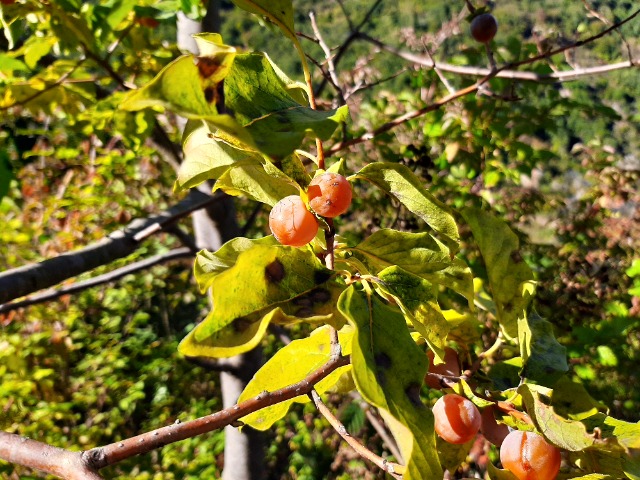 Diospyros lotus