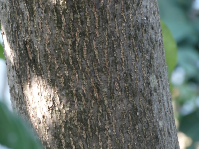 Diospyros lotus