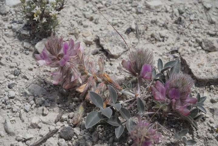 Hedysarum cappadocicum