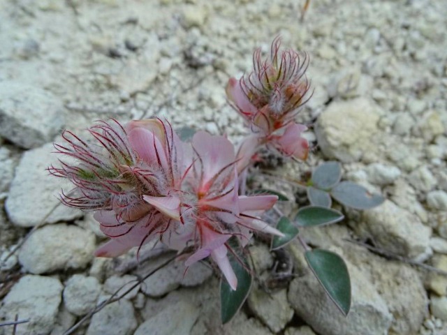 Hedysarum cappadocicum