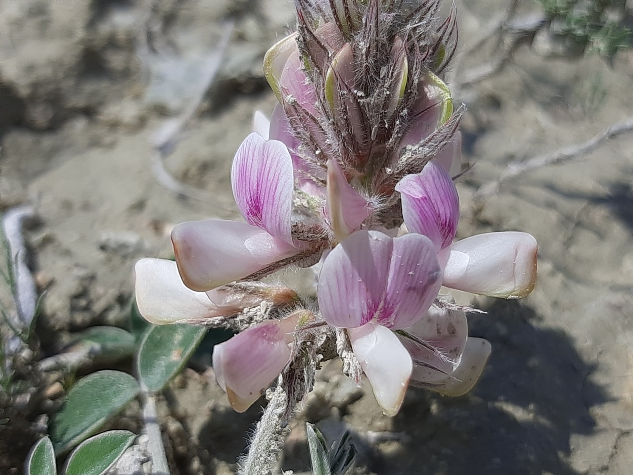 Hedysarum cappadocicum