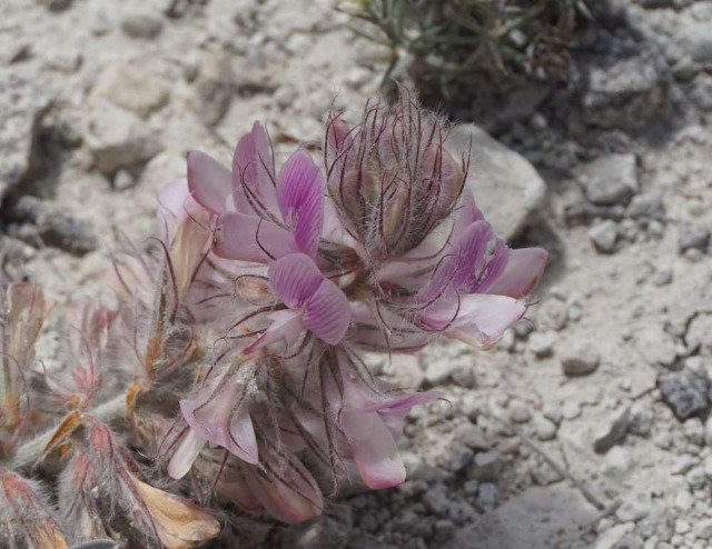 Hedysarum cappadocicum