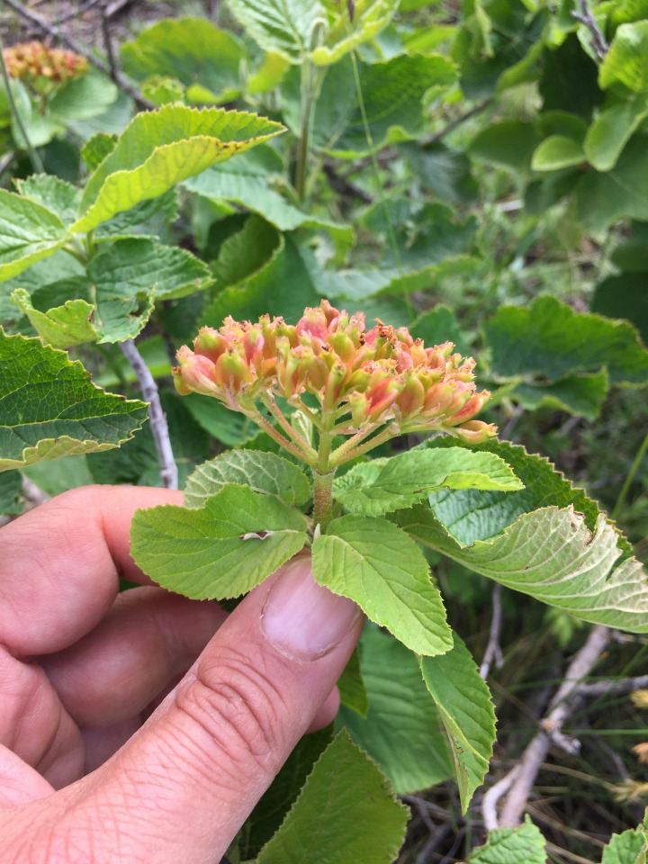 Viburnum lantana