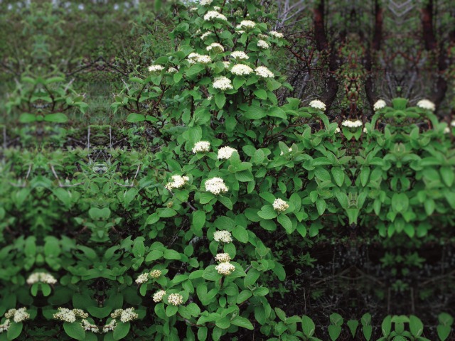 Viburnum lantana