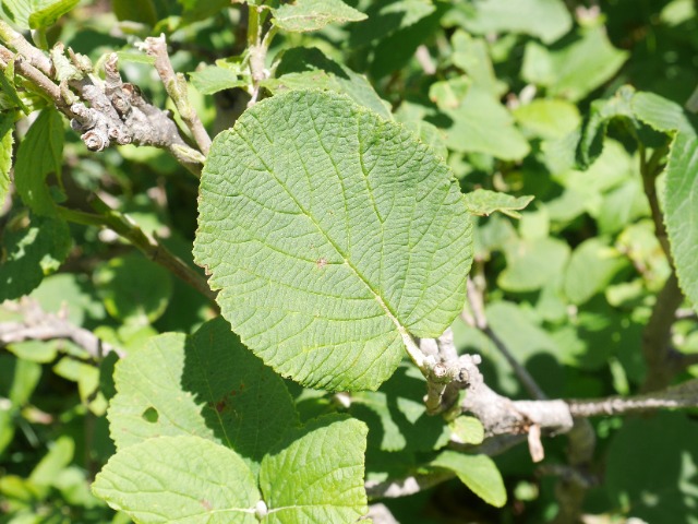 Viburnum lantana