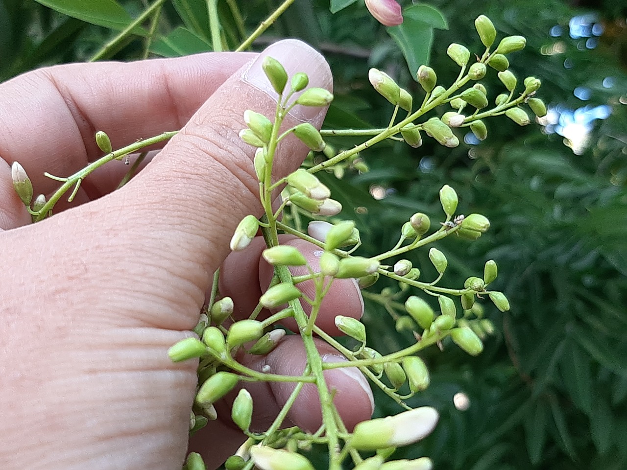 Sophora japonica