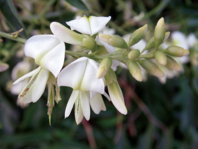 Sophora japonica