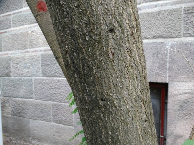 Sophora japonica