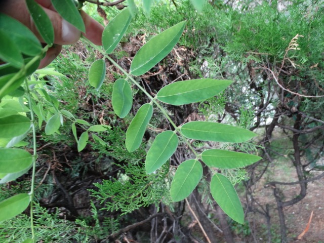 Sophora japonica