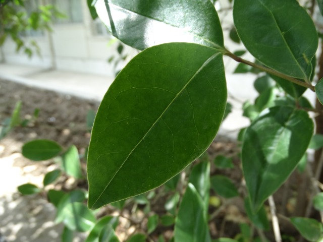 Ligustrum japonicum