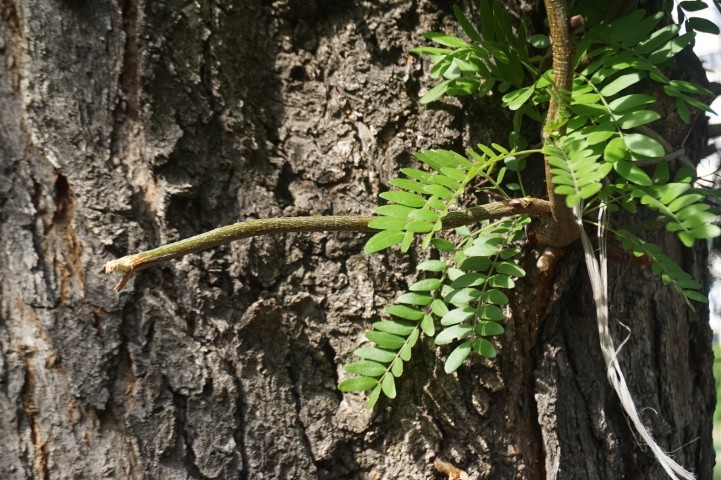 Gleditsia triacanthos