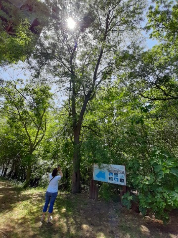 Gleditsia triacanthos