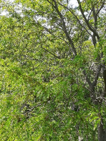 Gleditsia triacanthos