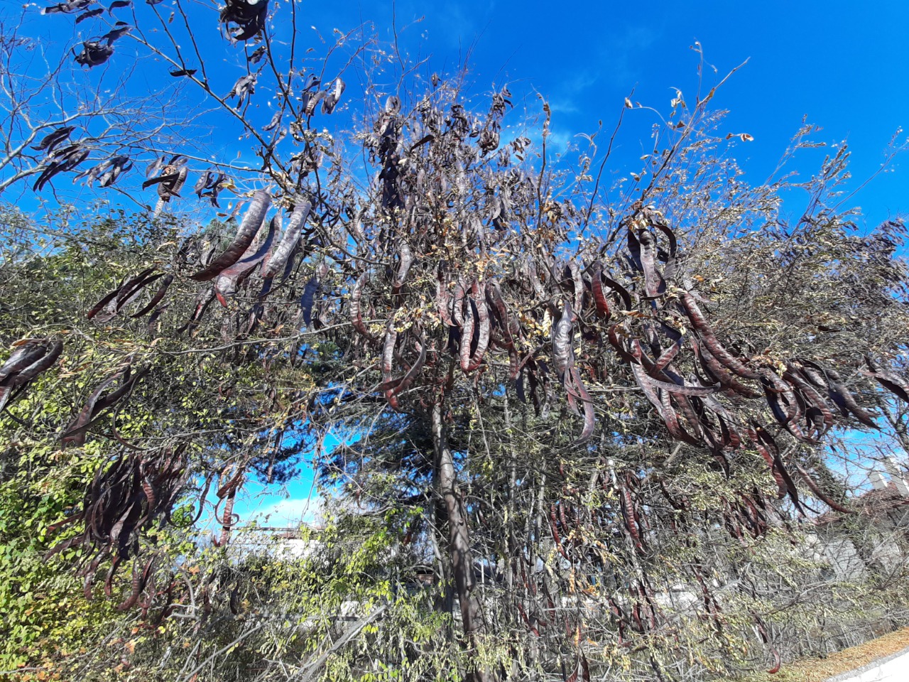 Gleditsia triacanthos