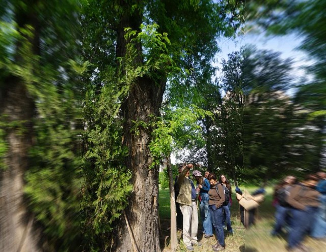 Gleditsia triacanthos