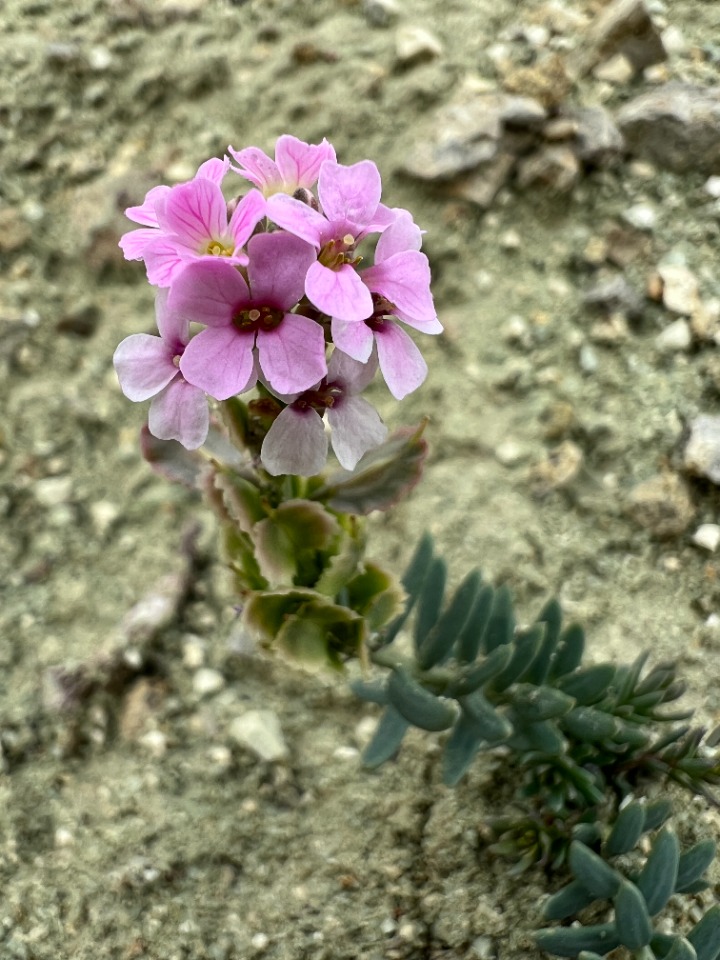 Aethionema dumanii