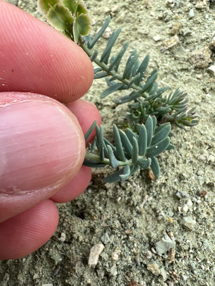 Aethionema dumanii