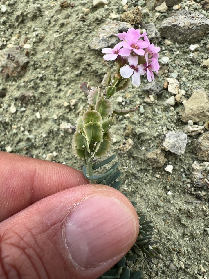 Aethionema dumanii