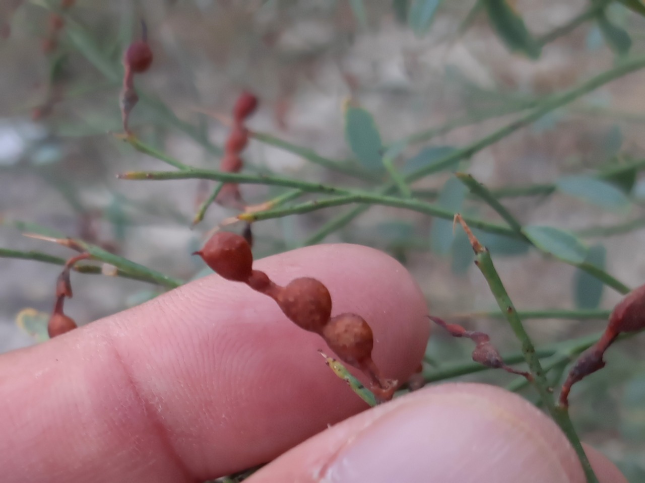 Alhagi maurorum