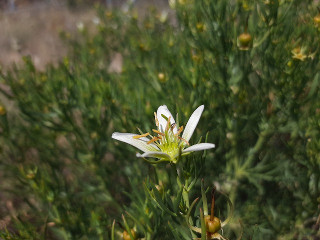 Peganum harmala