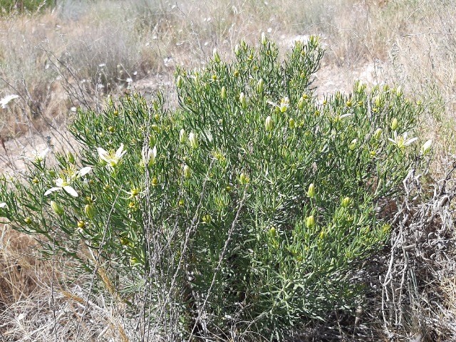 Peganum harmala