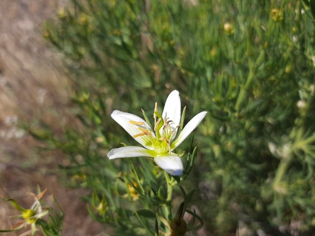 Peganum harmala