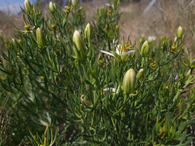 Peganum harmala