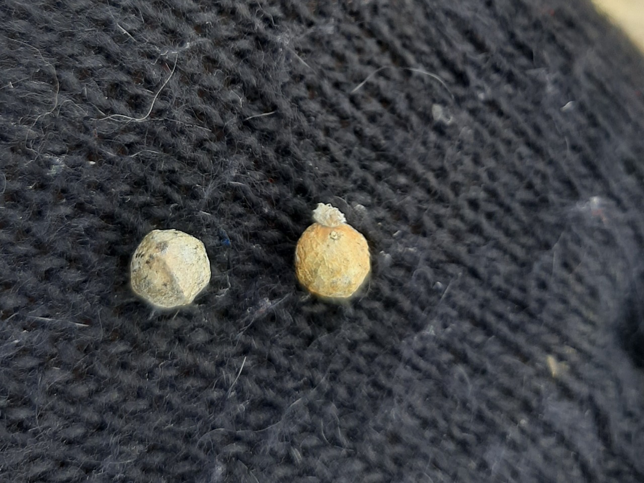 Peganum harmala