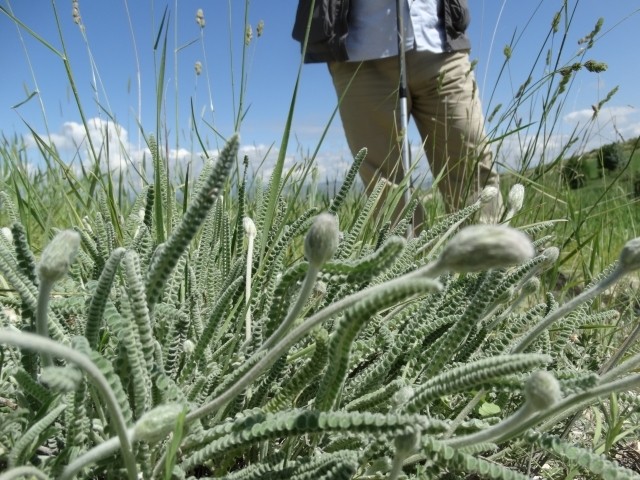 Astragalus densifolius subsp. ayashensis