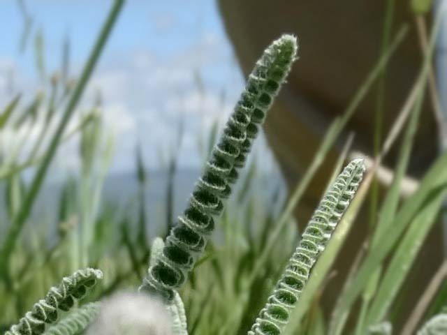 Astragalus densifolius subsp. ayashensis