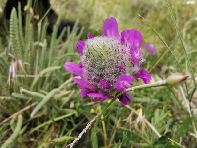 Astragalus densifolius subsp. ayashensis