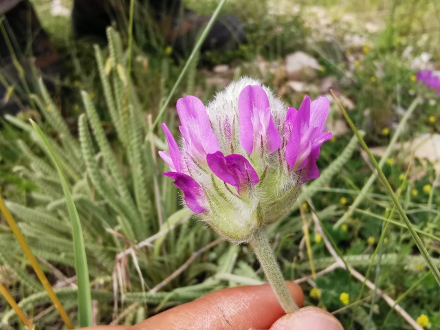 Astragalus densifolius subsp. ayashensis