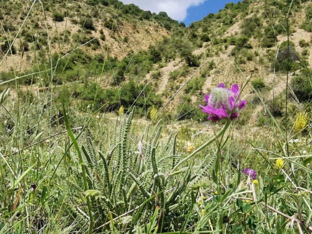 Astragalus densifolius subsp. ayashensis