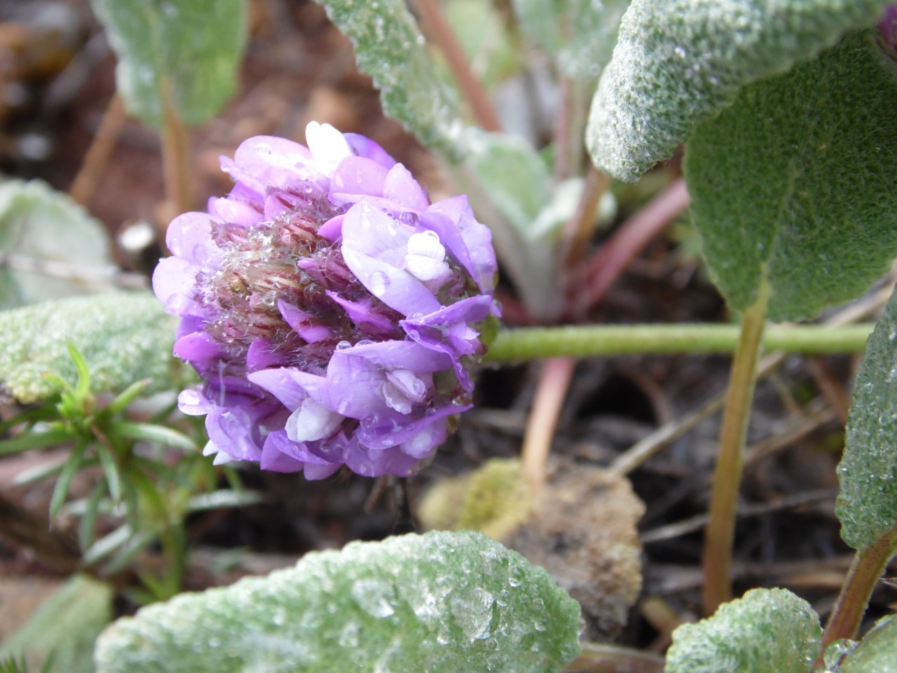 Astragalus densifolius subsp. ayashensis
