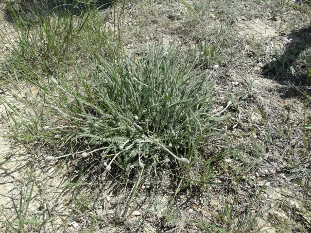 Astragalus densifolius subsp. ayashensis