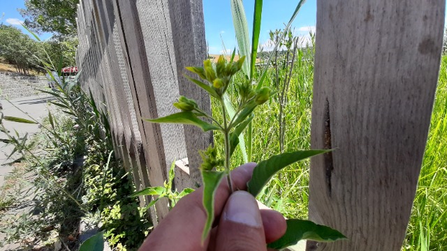 Lysimachia vulgaris