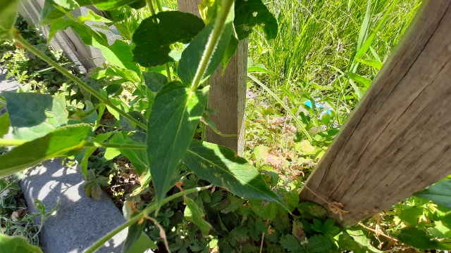 Lysimachia vulgaris