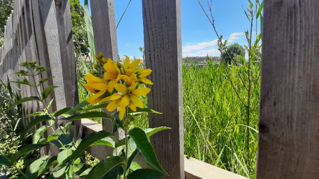 Lysimachia vulgaris