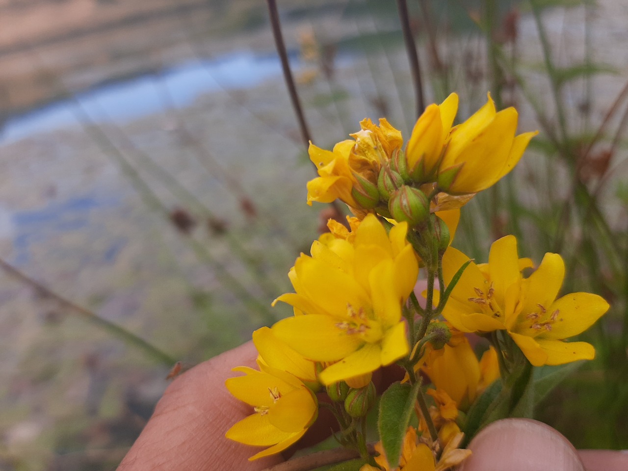 Lysimachia vulgaris