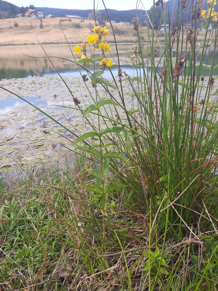 Lysimachia vulgaris