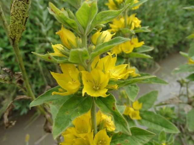 Lysimachia vulgaris