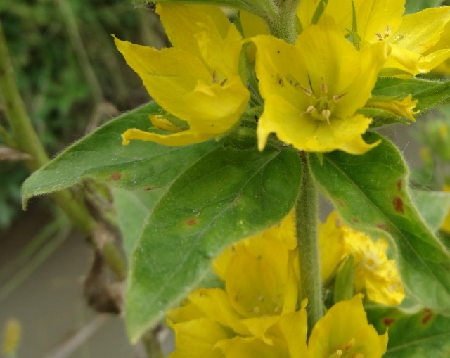 Lysimachia vulgaris