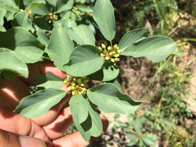 Frangula dodonei