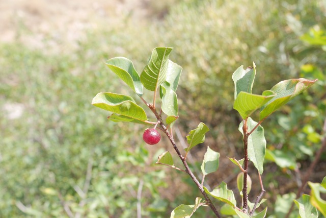 Frangula dodonei