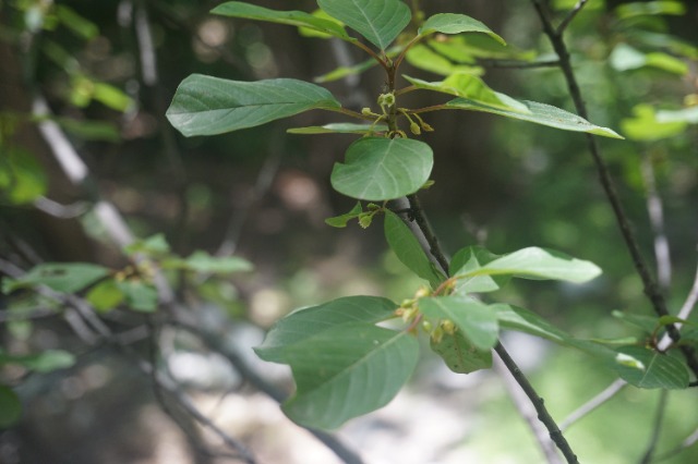 Frangula dodonei
