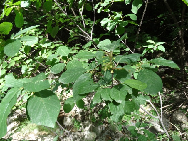 Frangula dodonei