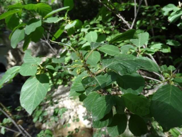 Frangula dodonei